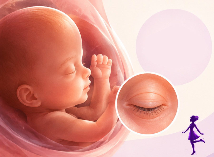 چشم جنین از چه زمانی شکل می گیرد؟ رشد بینایی جنین در بارداری